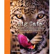 Big Cats In Search of Lions, Leopards, Cheetahs, and Tigers by Bloom, Steve, 9780500650042