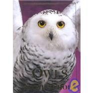 Owls An Artist's Guide to Understanding Owls by Scholz, Floyd, 9780811710213