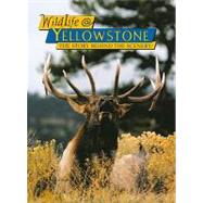 Wildlife   Yellowstone by Consolo-Murphy, Sue, 9780887141492