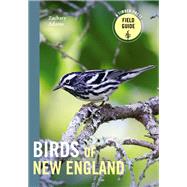 Birds of New England A Timber Press Field Guide by Adams, Zach, 9781643262017