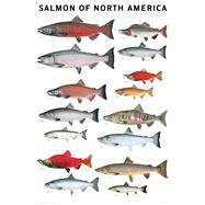 Salmon of North America Poster by Tomelleri, Joseph R., 9781935622093