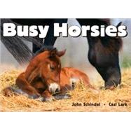 Busy Horsies by Schindel, John; Lark, Casi, 9781582462233