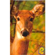 Young Deer Blank Journal by Unknown, 9781932472592