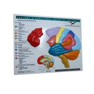 Brain Model & Puzzle by Norton Professional Books, 9780393732894