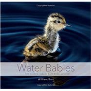 Water Babies The Hidden Lives of Baby Wetland Birds by Burt, William, 9781581573053
