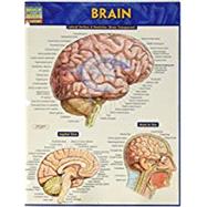 Brain by Barcharts, Inc., 9781423233213