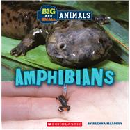 Amphibians (Wild World: Big and Small Animals) by Maloney, Brenna, 9781338853476