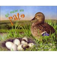 As nace un pato/ Starting Life Duck by Llewellyn, Claire; Mendez, Simon, 9781594374487