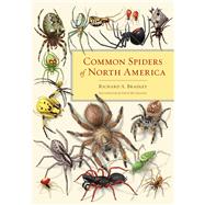 Common Spiders of North America by Bradley, Richard A.; Buchanan, Steve, 9780520274884