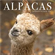 Alpacas 2020 Calendar by Willow Creek Press, 9781549205095