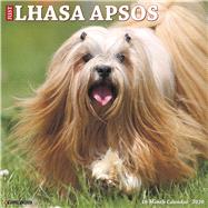 Just Lhasa Apsos 2020 Calendar by Willow Creek Press, 9781549206962