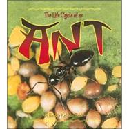 The Life Cycle of an Ant by Dyer, Hadley, 9780778707004