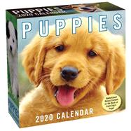 Puppies 2020 Calendar by Andrews McMeel Publishing, 9781449498368